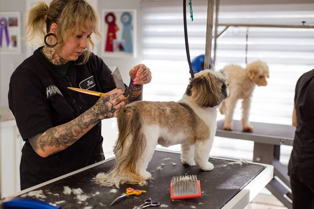 Tosadora aparando o pelo de um cão em uma mesa de tosa, com outro cachorro esperando ao fundo